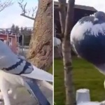 Pëllumbi me qafë të fryrë dhe këmbë gjigante. pamjet që kanë “shpërthyer” në rrjetet sociale (VIDEO)