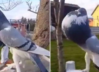 Pëllumbi me qafë të fryrë dhe këmbë gjigante. pamjet që kanë “shpërthyer” në rrjetet sociale (VIDEO)
