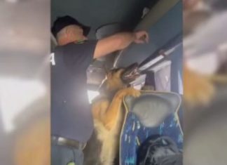 Vaki shqiptare, qeni i gjen 100 mijë euro në tavanin e autobusit