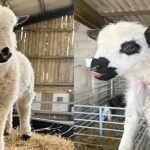 Info Shqip: Habiten fermerët! Lindin dy qengja që duken si viça