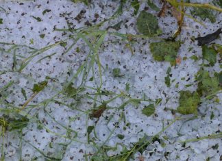 Malishevë, nga stuhia e shoqëruar me breshër u dëmtuan kulturat bujqësore