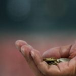 Arrestohet lypësi kosovar, policia i gjeti mbi 18 mijë euro