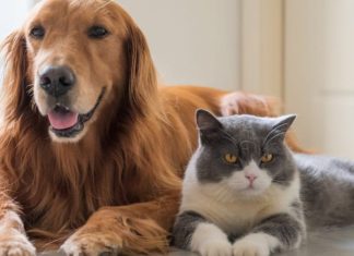 Vapa ekstreme, këshilla si t’i mbrojmë qentë dhe macet