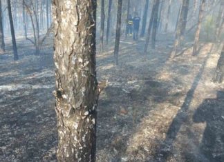 Zjarr i fortë në Negotinë, dërgohet edhe një aeroplan