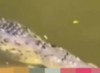 Krokodili kafshon për vdekje futbollistin dhe e tërheq në lumë