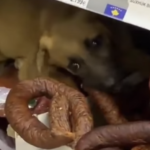 E pazakontë, qeni futet për të ngrënë suxhuk brenda një marketi në Ferizaj (VIDEO)