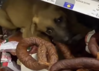 E pazakontë, qeni futet për të ngrënë suxhuk brenda një marketi në Ferizaj (VIDEO)