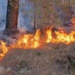 81 mijë hektarë tokë e djegur nga zjarret në Greqi