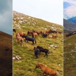 Shihni pamjet mahnitëse nga kopetë e kuajve në majat e maleve të trekëndeshit kufitar Shqipëri-Kosovë-Maqedoni e Veriut