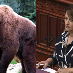 Deputetja Zekiri kërkon që të shpallet gjendje krize në Mavrovë dhe Rostushë: “Ariu po hyn nëpër shtëpi”