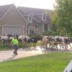 Dhjetëra ‘lopë’ pushtojnë një lagje në Wisconsin