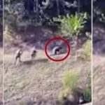 Momenti kur sulmuesit serbë ikin nga Banjska, lënë në rrugë mikun e tyre të plagosur (VIDEO)