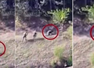 Momenti kur sulmuesit serbë ikin nga Banjska, lënë në rrugë mikun e tyre të plagosur (VIDEO)