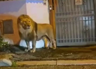 Kur luani afrikan shëtit i qetë në rrugët e Romës. Shfaqja krijon shqetësim dhe kuriozitet