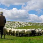 Mungesë të barinjëve në Maqedoni, ofrohen rroga 1 mijë euro, internet dhe cigare