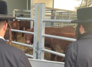 Në kërkim të “lopës së kuqe”: Si sionistët po planifikojnë rrënimin e Al Aksa-së