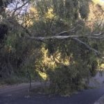 Cikloni i fuqishëm godet këtë vend! Pesë persona humb jetën nga rënia e pemëve për shkak të erërave të forta