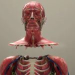 Si një film fantashkencë, prezantohet sistemi i parë në botë për transplantin e kokës