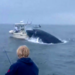 Pamje horror: Balena del nga uji dhe përmbys varkën, ja momenti (VIDEO)
