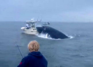 Pamje horror: Balena del nga uji dhe përmbys varkën, ja momenti (VIDEO)