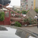Moti i ligë në Shkup, druri bie mbi një grua! Intervenojnë zjarrfikësit dhe ndihma e shpejtë