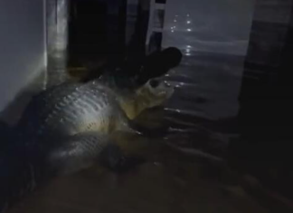 Amerikanëve i’u hyn krokodilët në shtëpi pas uraganit (VIDEO)