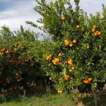 Pas BE edhe Kosova ndalon mandarinat nga Shqipëria