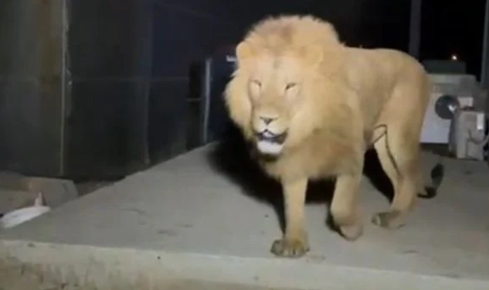 Tmerr në Antalia  luani del nga kafazi dhe sulmon një familje në park  VIDEO 