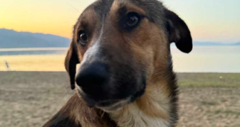 Info Shqip: Shqiptarja nga SHBA hap GoFundMe për një qen endacak, kërkon të marr me vete kafshën e abuzuar në Shqipëri