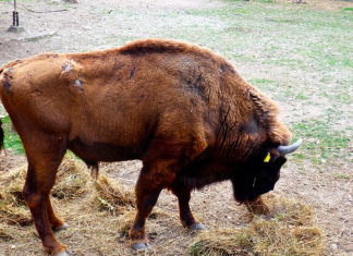 Një kafshë tjetër ka ngordhur në Kopshtin Zoologjik të Shkupit, bizoni ishte i sëmurë nga pneumonia