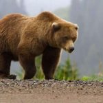 Arusha e sulmon banorin në Dollnen