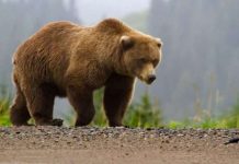 Arusha e sulmon banorin në Dollnen