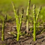 Info Shqip: Asparagusi – bima që sjell deri 20.000 € fitim për hektar në Ballkan!