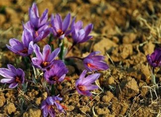 Bima më e shtrenjtë në botë po lulëzon në Shqipëri