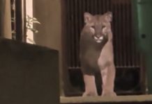 E lirë për 24 orë në rrugët e San Franciskos, autoritetet kapin macen e egër (VIDEO)