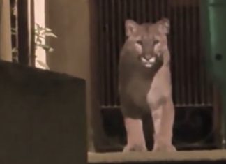 E lirë për 24 orë në rrugët e San Franciskos, autoritetet kapin macen e egër (VIDEO)