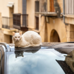 Info Shqip: Arsyet pse i shohim macet shpesh të ulura mbi makina