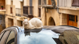 Info Shqip: Arsyet pse i shohim macet shpesh të ulura mbi makina