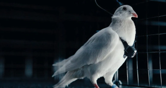 Info Shqip: Si i përdor Rusia çipat nervorë për t’i shndërruar pëllumbat në dronë