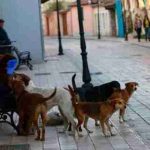 Qentë endacak tërheqin zvarrë foshnjën 2-vjeçare në Kumanovë