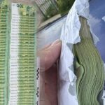 Në autobusin nga Gjermania për në Maqedoni zbulohen mijëra euro të padeklaruara