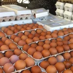 Info Shqip: Asgjësohen 40 ton vezë nga Serbia që do të shiteshin si “vezë vendase”