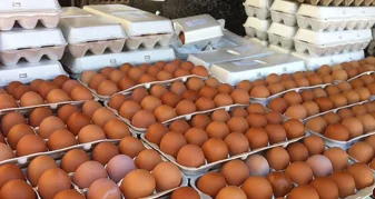 Info Shqip: Asgjësohen 40 ton vezë nga Serbia që do të shiteshin si “vezë vendase”