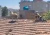 Delja ngjitet në çati për t’i shpëtuar therjes për Kurban Bajram (VIDEO)