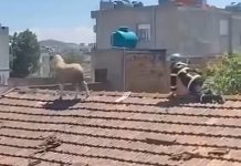 Delja ngjitet në çati për t’i shpëtuar therjes për Kurban Bajram (VIDEO)