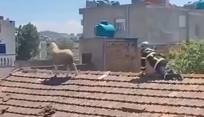 delja-ne-cati