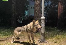 Ujk apo qen? Çfarë është kafsha në Kozle që tronditi Shkupin?
