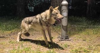 Info Shqip: Ujk apo qen? Çfarë është kafsha në Kozle që tronditi Shkupin?