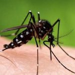 Maqedonia në alarm nga mushkonjat: 10 këshilla si të mbroheni nga Nili Perëndimor