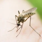 Regjistrohet viktima e katërt nga ethet e Nilit Perëndimor, pacienti për 27 ditë është mjekuar në Klinikën Infektive në Shkup